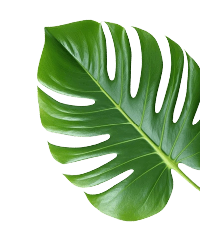 Green leaf with a white background