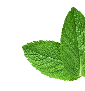 Close-up of a green leaf on a white background